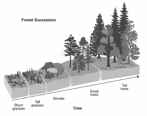 Forest Succession